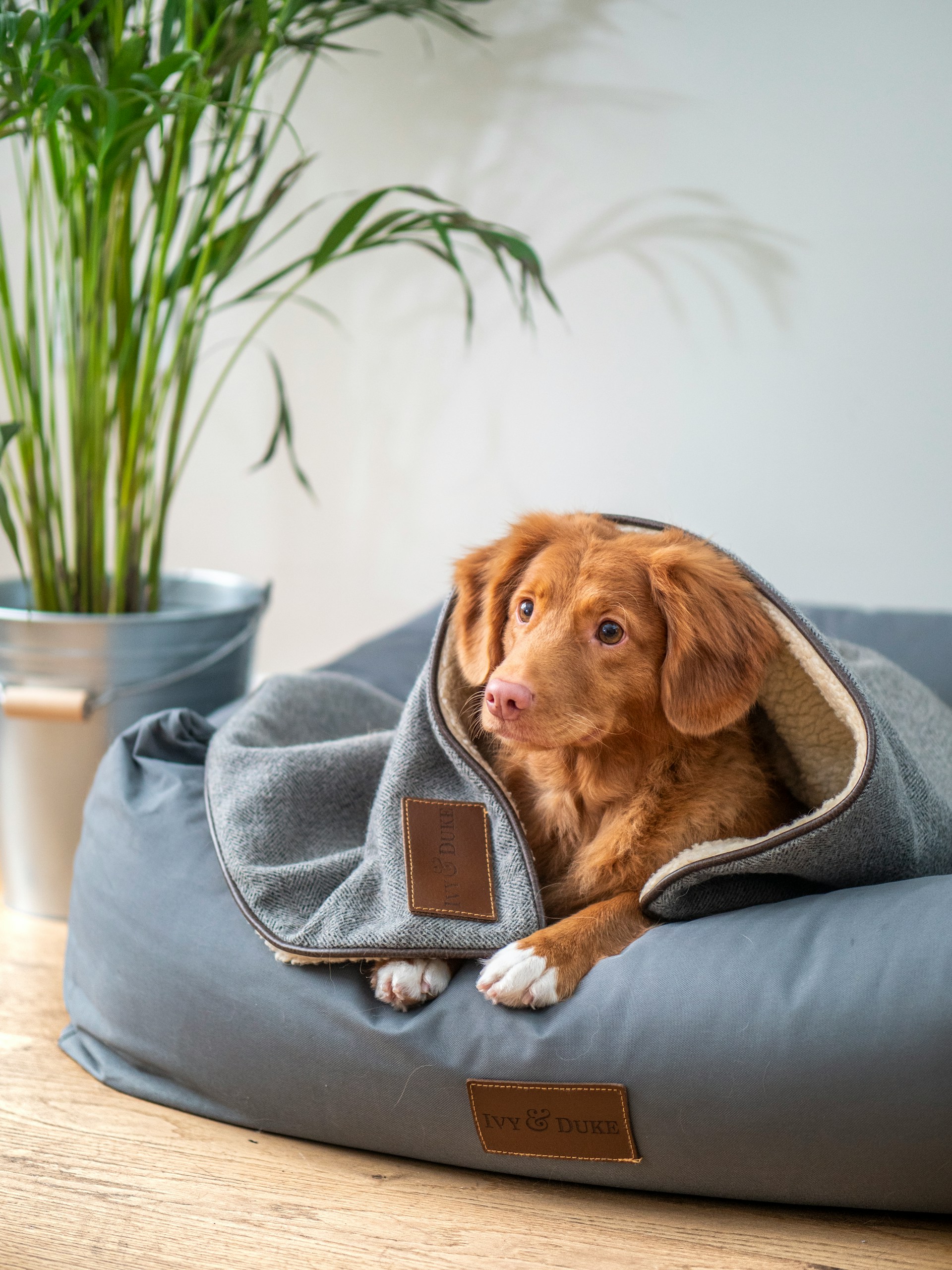 pet-beds