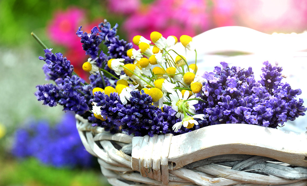 lavender-and-chamomile